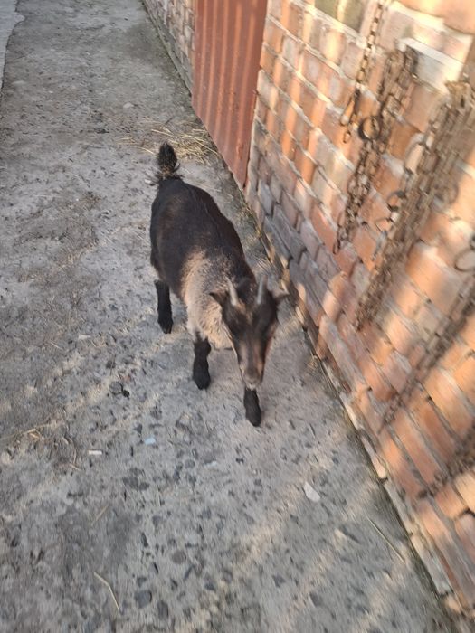 Козеня породи ламанча