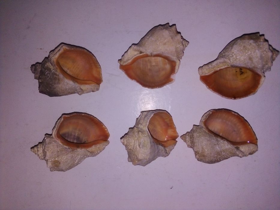 Ракушка  рапан. 6штук