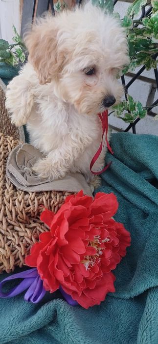 Я чудесна дівчинка -Мальтіпу Ф1