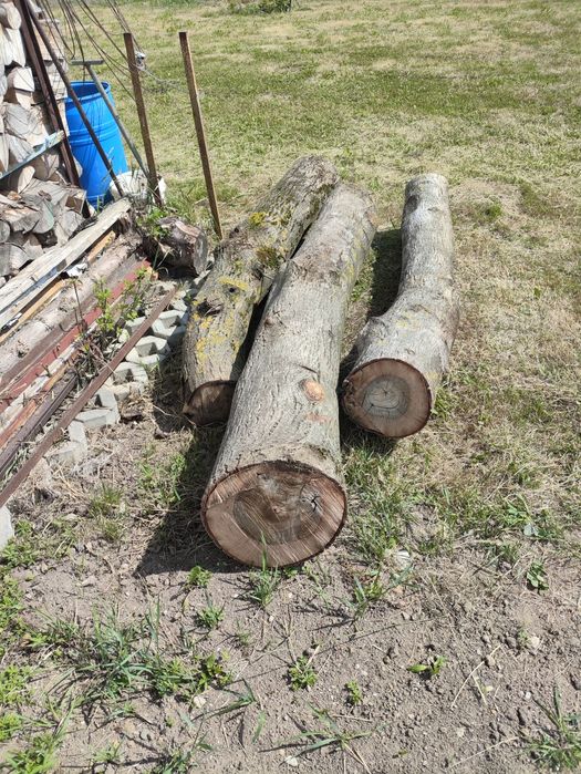Pniak drzewa orzech włoski 3 sztuki