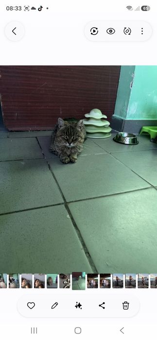 Терміново Котика в родину‼️
