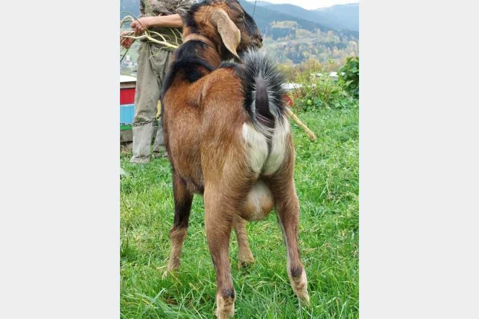 INSEMINACJA KÓZ Capkiem  Anglonubijskim