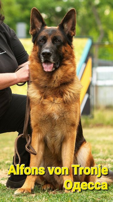 Племенные производители. Немецкая овчарка. Кобели на  вязку.