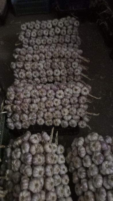 Czosnek Harnaś i Jarus