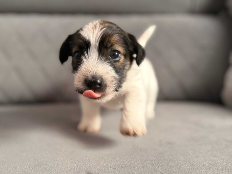 Śliczna sunia  rasy Jack Russell Terrier.