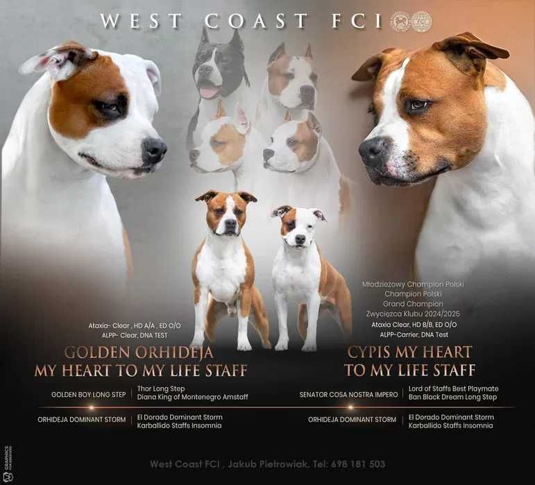 Amstaff SAMIEC Rudo-Biały!