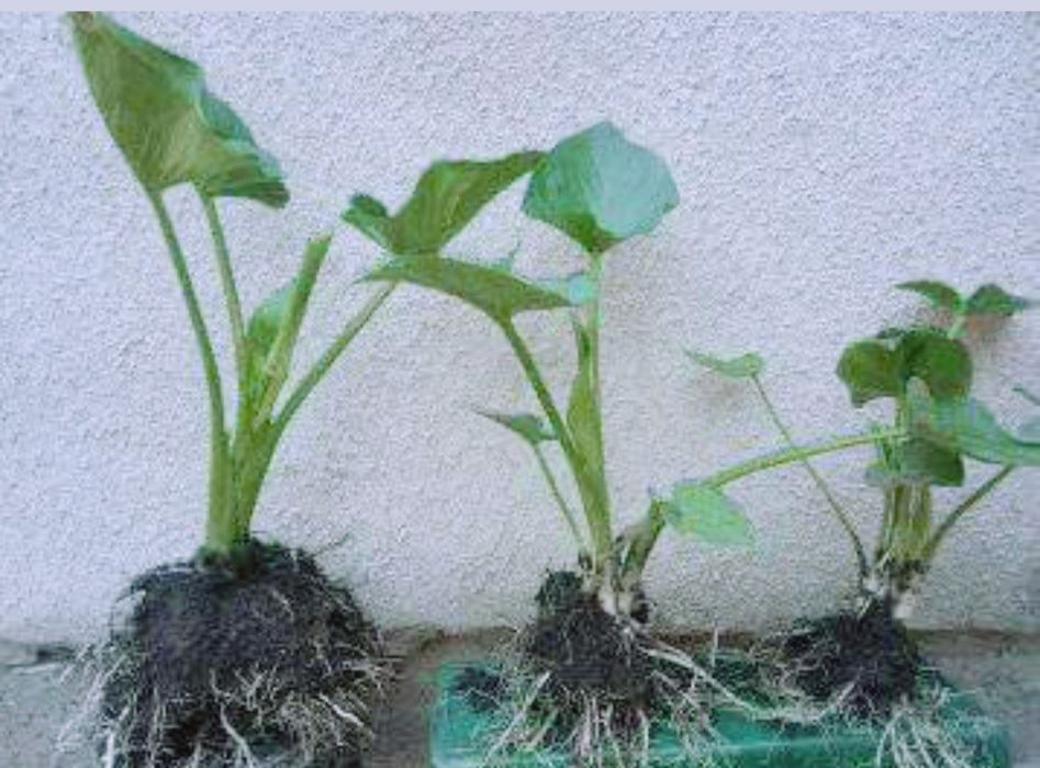 Квітка Калла, кімнатна,