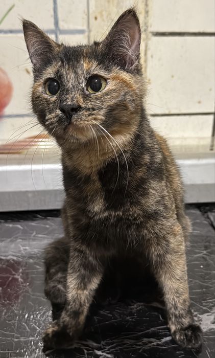 Котенок кошечка в хорошие руки