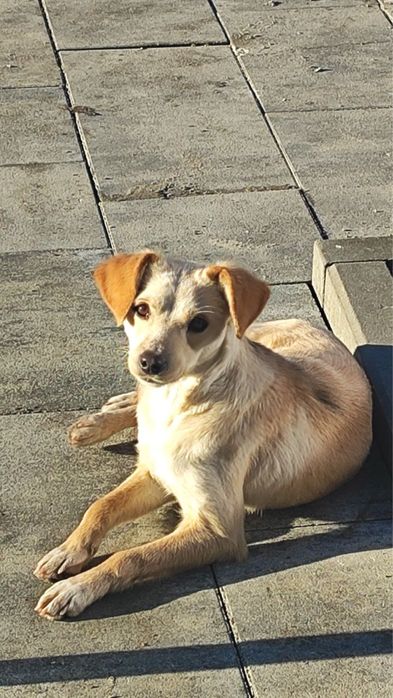 Собачка невеличкого розміру