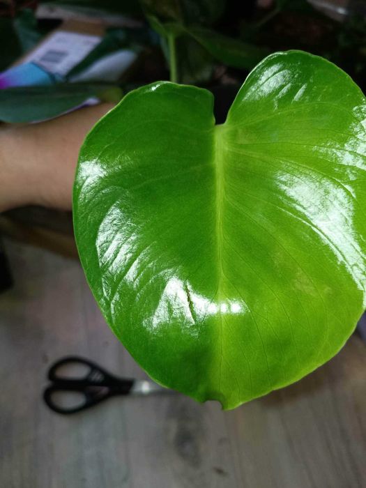 monstera deliciosa #2