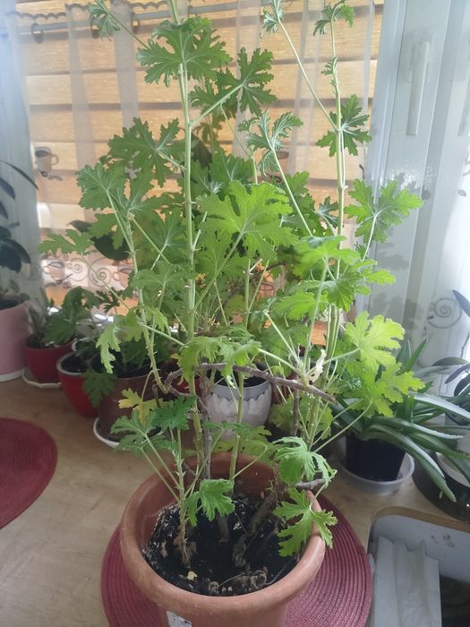Anginka,lek na ból ucha, alergię,