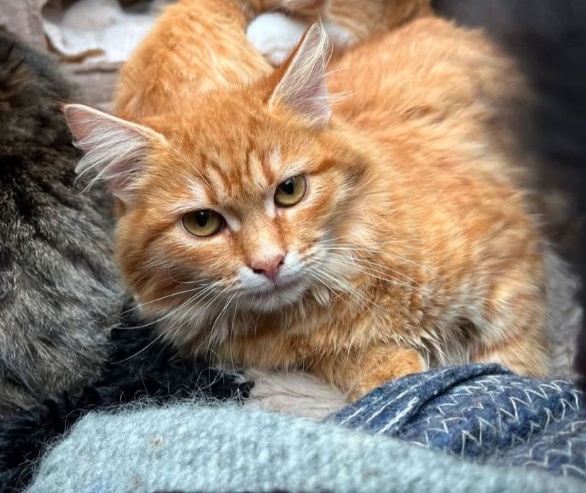 Це просто супер Красунечка! Руде Сонечко! 4 місяці!