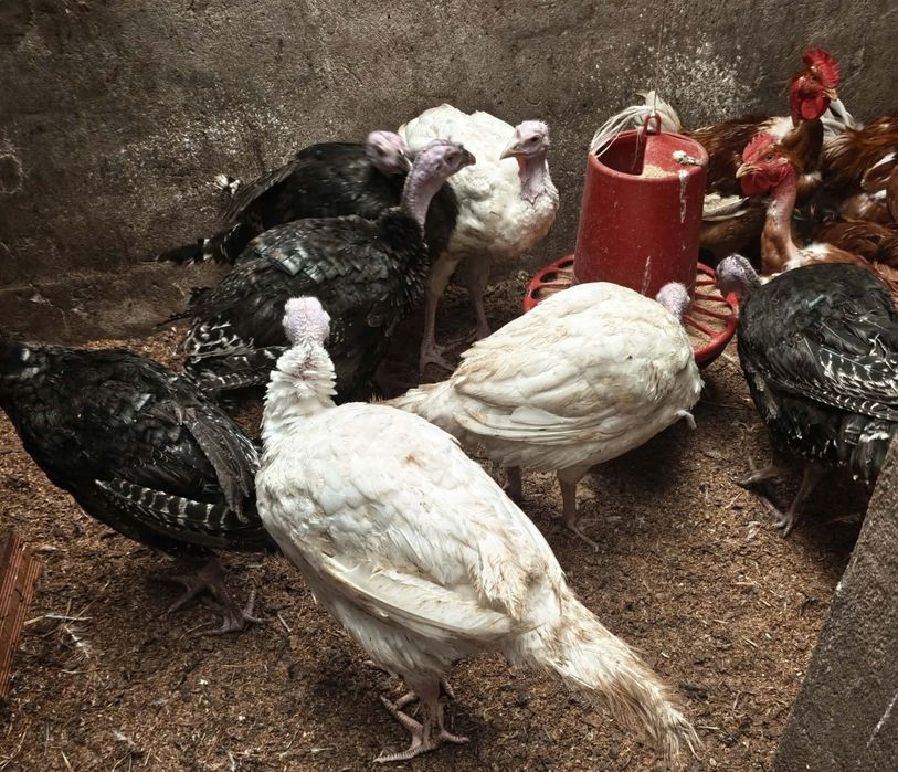 Perús de Carne caseiros