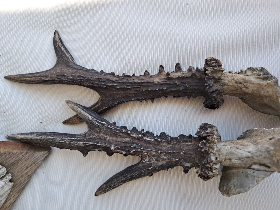 Poroże poroża 2 sztuki rogi