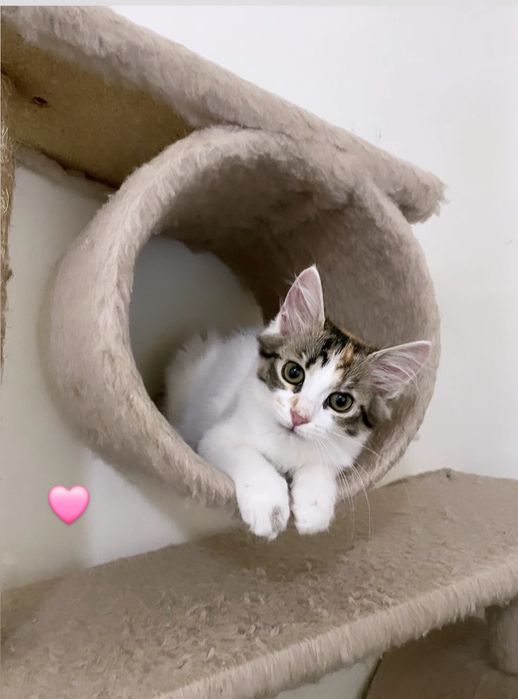 Кошенята шукають сім'ю