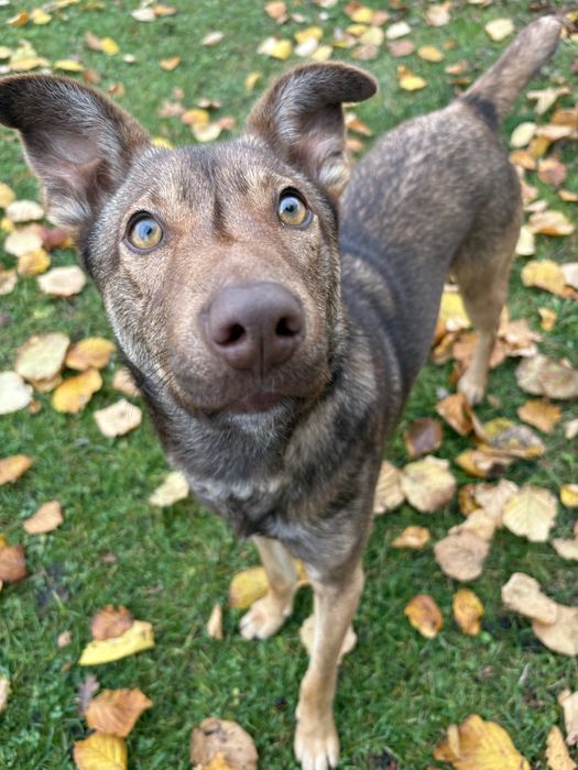 Porzucony piesek szuka domu