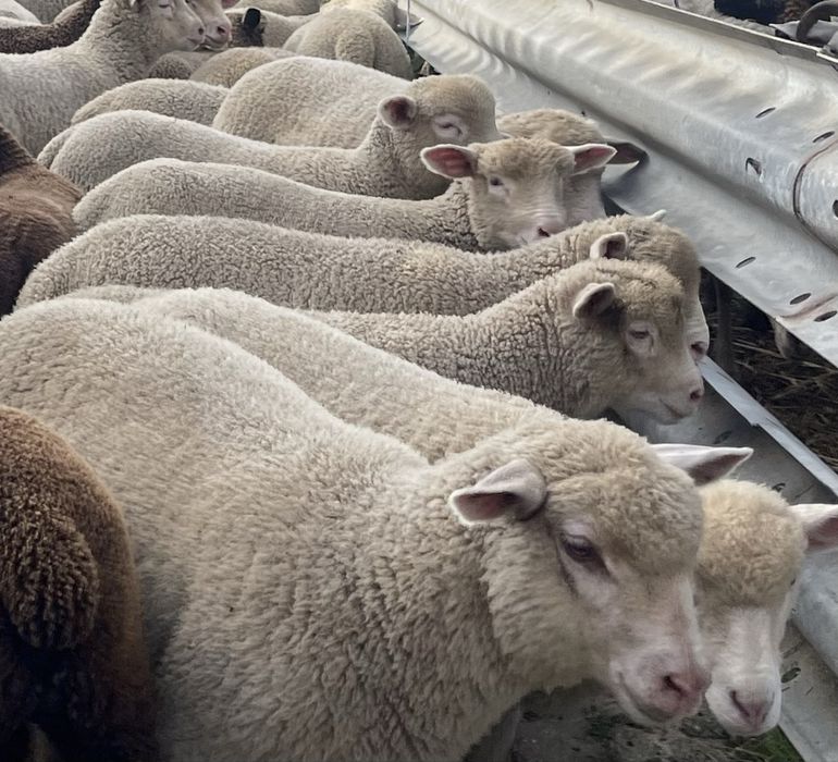 Borregada machos e femeas  ( p3 , merino , île de france ) ler anuncio