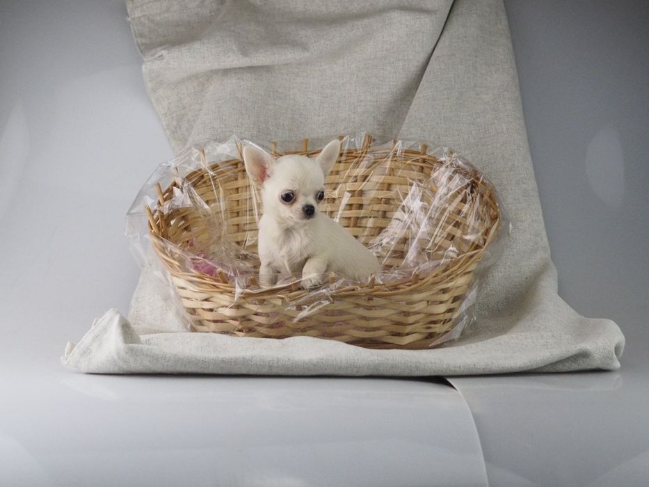 Chihuahua mini długowłosy , gładki