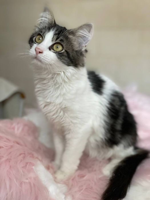 Кошеня Майра в добрі руки