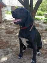 Oddam pieska za darmo