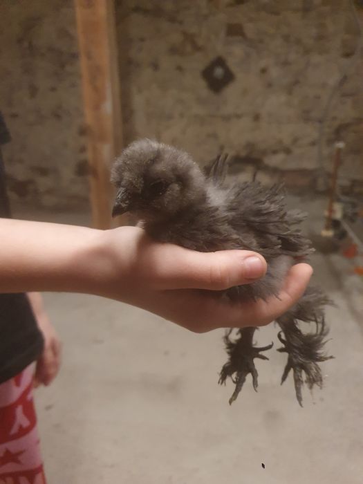 Kury silki kury rose kury araukany pisklaki araukany