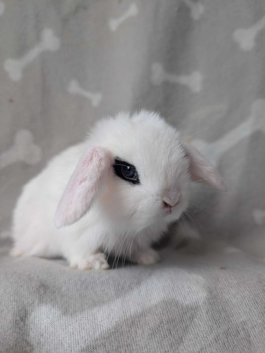 Mini lop, baranek miniaturka, metryka