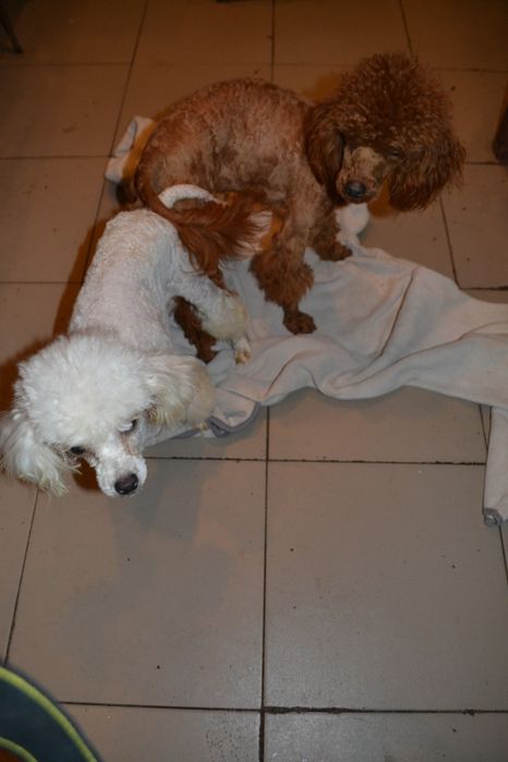 Пудель той для вязки опытный