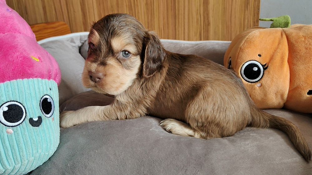 Cocker spaniel angielski piesek , badania