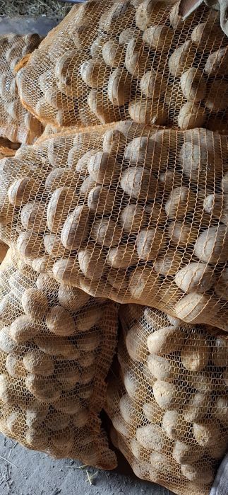 ZIEMNIAKI – odmiany marabel i soraya