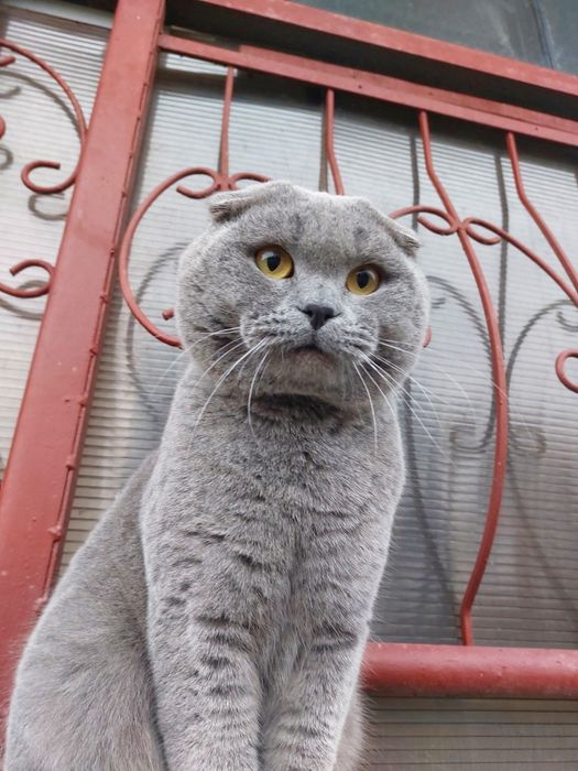 Вязка Шотландский вислоухий кот