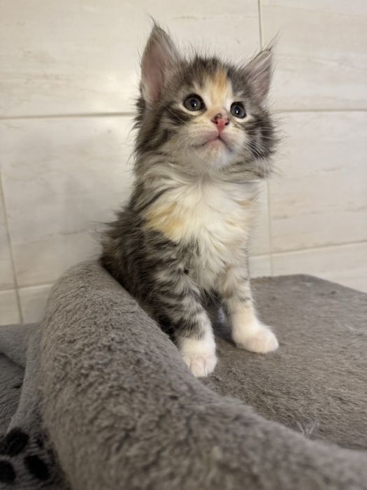 Kotka maine coon do odbioru