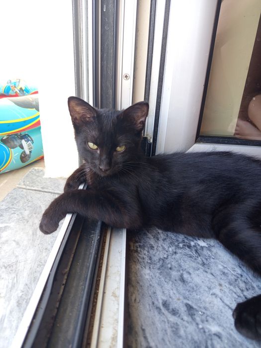 Gato macho para adoção