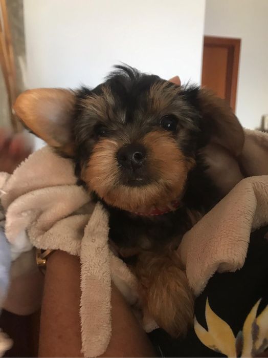 Petsitting e dogwalking