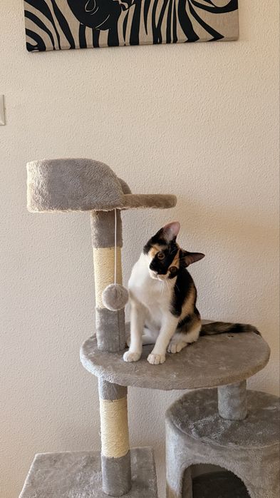 Doa-se gato femea