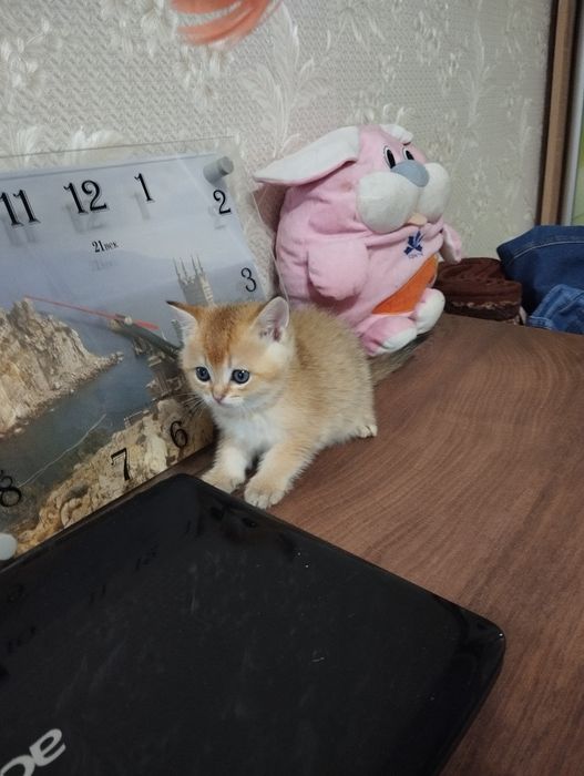 Продам шотландських золотих шиншилових кошеняток