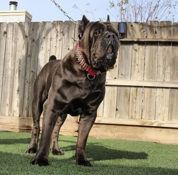 Елітні малюки-Cane corso