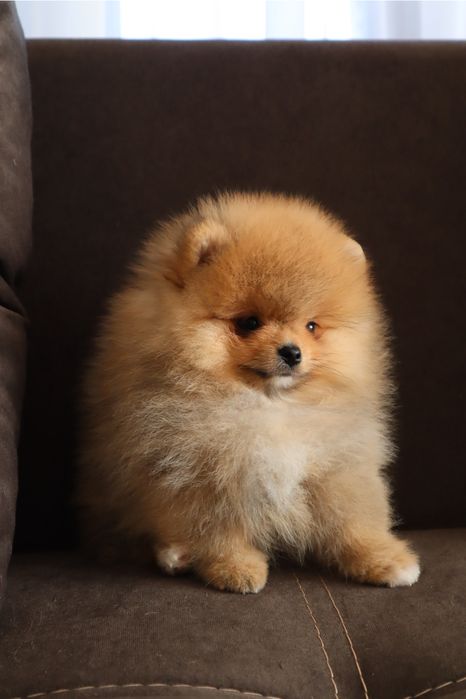 Міні хлопчики на долоньку померанські шпіци