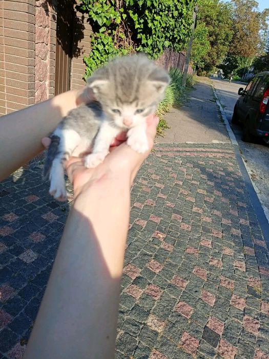 Кошенята шукають родину