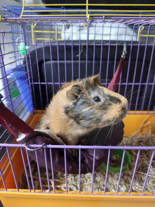 Передержка круглосуточно от 75 грн коти,собаки,гризуни