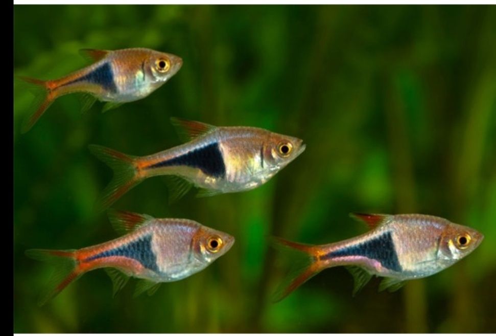 Rasboras alerquim