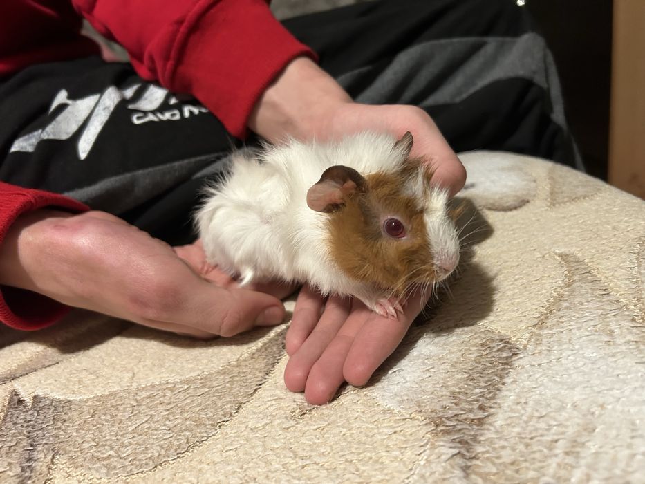 Продам морських свинок