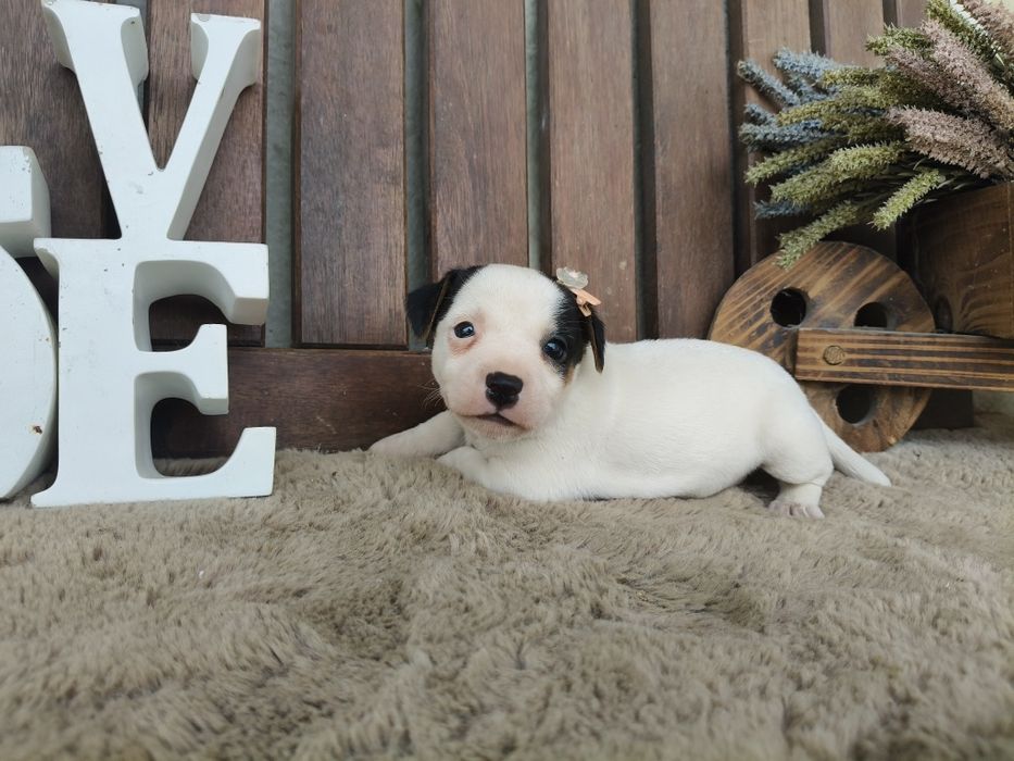 Jack Russel Terrier fêmea