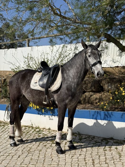 Cavalo PSL blue book complet !
