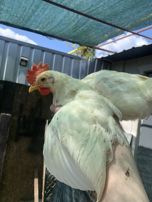 Півні Леггорн