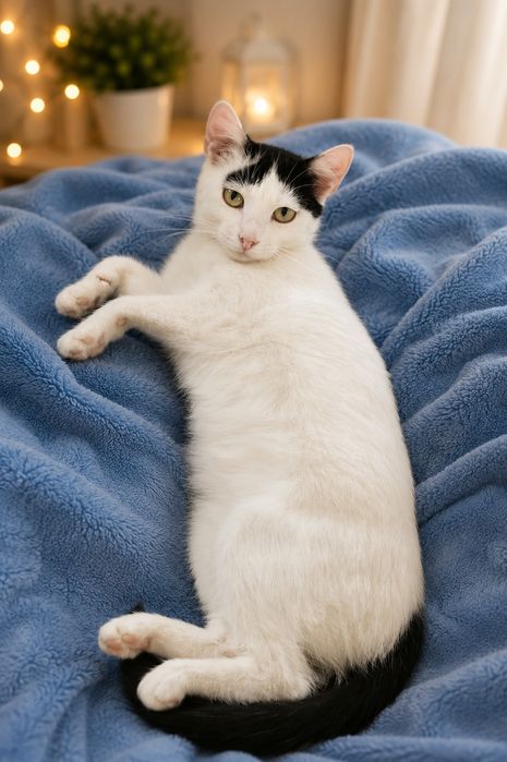 Кошечка бесплатно в добрые руки