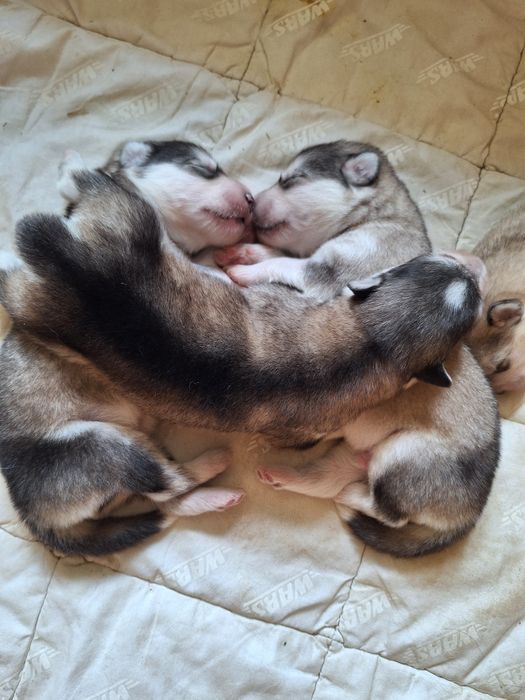 Alaskan Malamute FCI / ZKwP