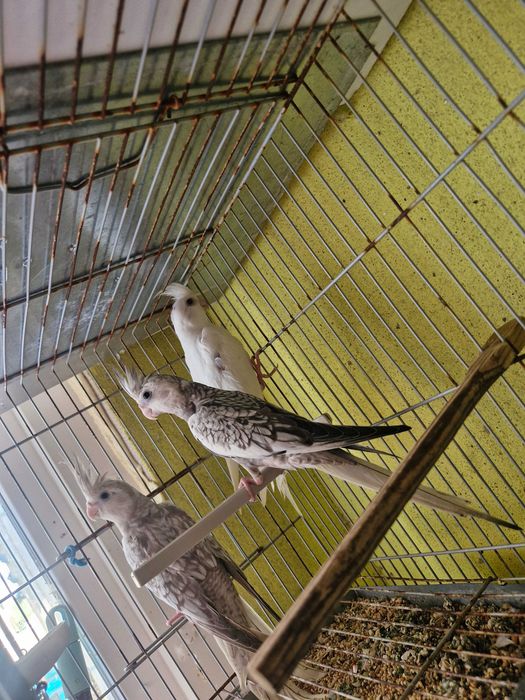 Caturras troca por periquitos