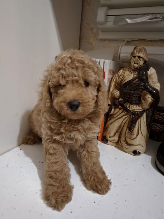 Пудельки дівчатка