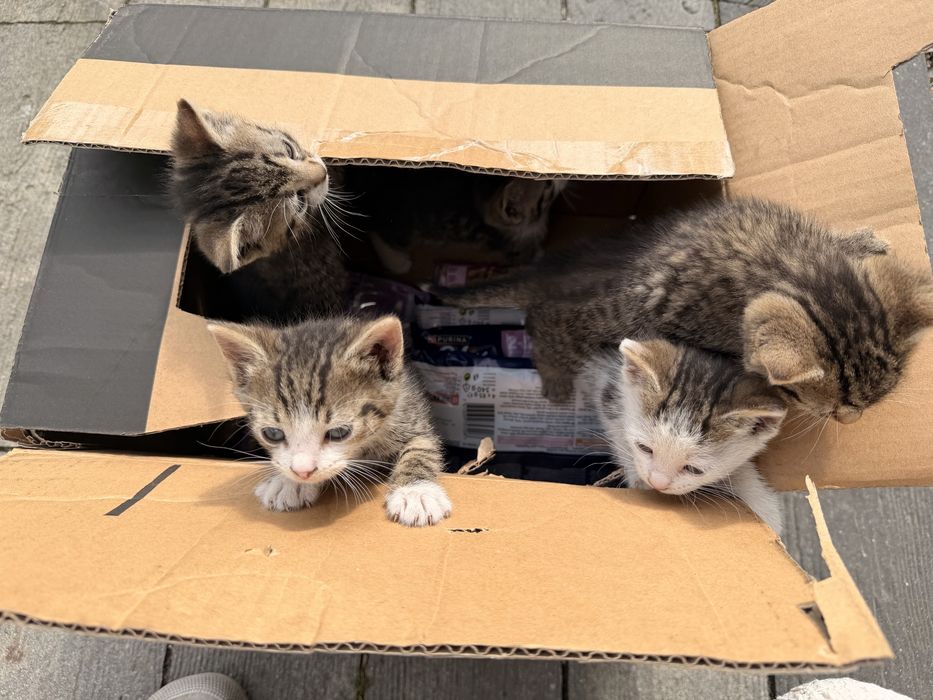Kocięta do adopcji