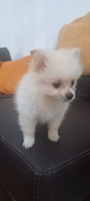 Lulu da Pomerânia fêmea